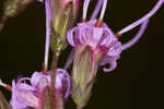 Fewflower blazing star